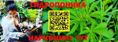 крисы Новокубанск